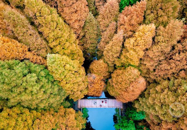 重庆南川：彩林季点燃冬日旅游热