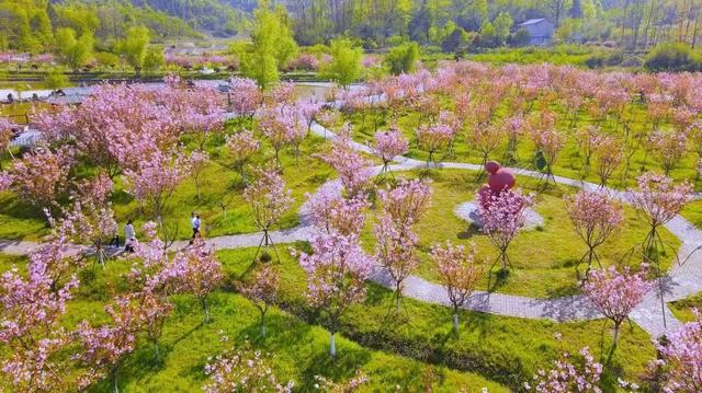 六安春季赏花地图发布！