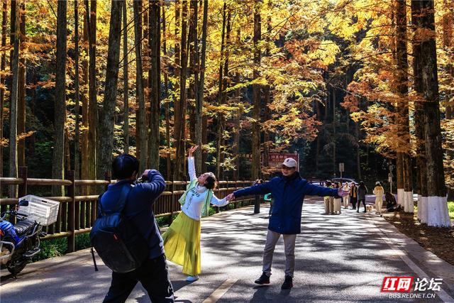 【每日一图@湖南】刷屏预警！靖州排牙山千亩水杉林绝美上线