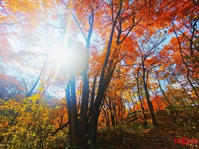 文旅市场喜获多个金秋“丰收”好消息