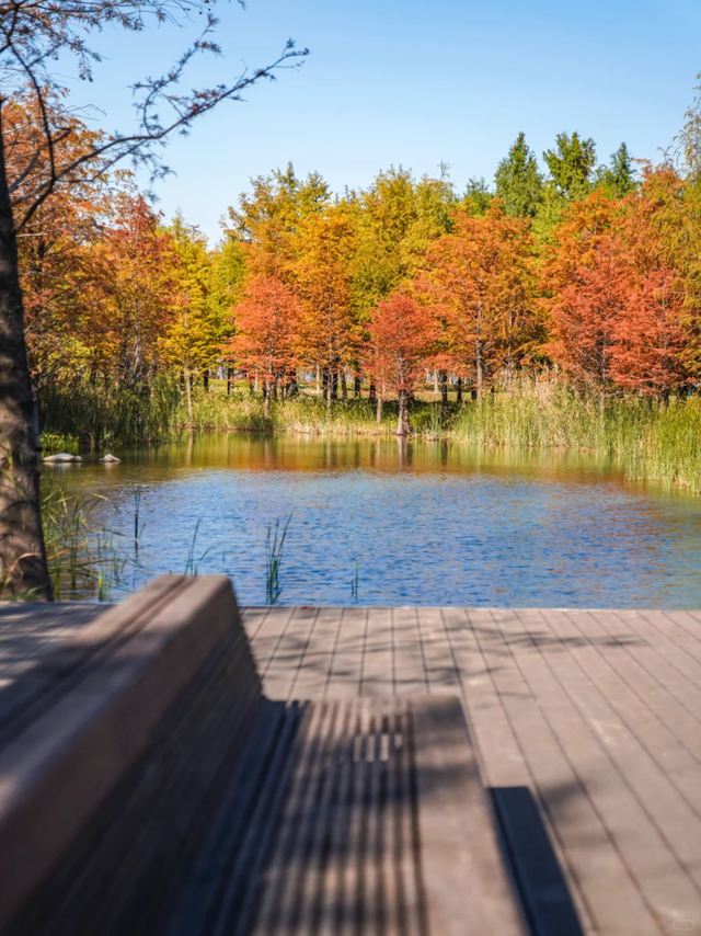 落羽杉红了！在上海发现了免费的阿勒泰同款梦幻秋景→