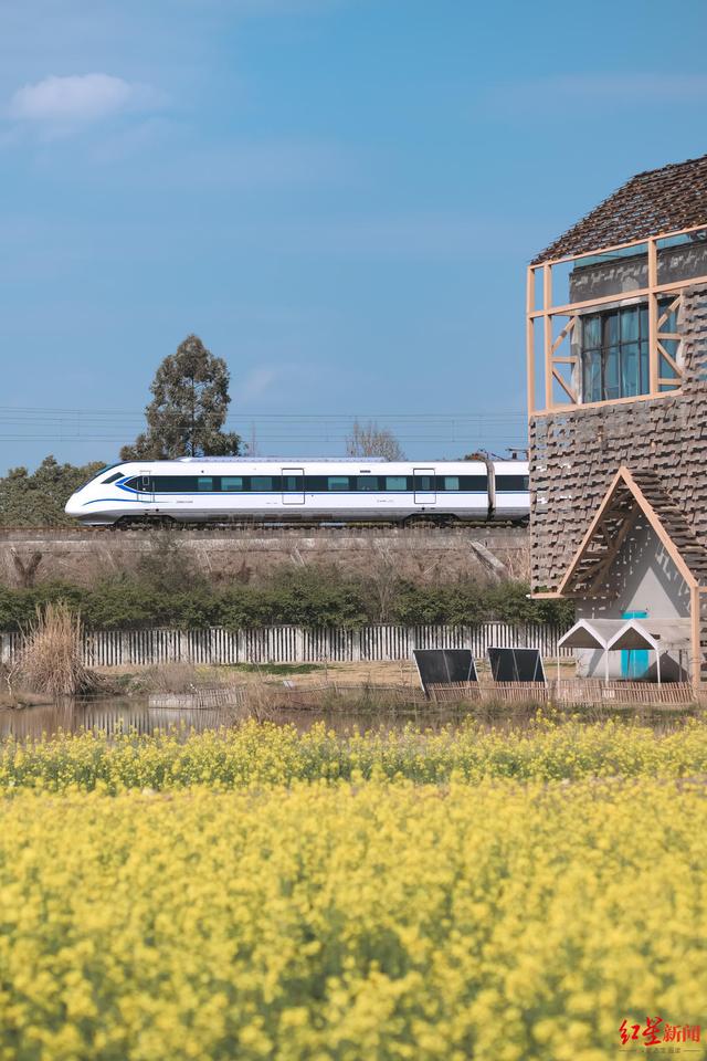 崇州30万亩油菜花盛放，坐城际动车即可前往，打卡攻略新鲜出炉！
