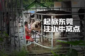 暗访调查｜起底注水牛黑窝点：活牛插管灌水入胃，牛肉流入东莞、广州市场图片