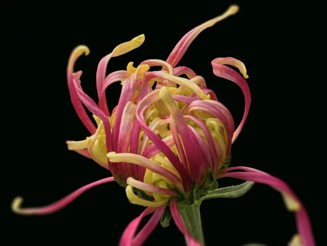 限时开启！花展进行中，还可以带回家→