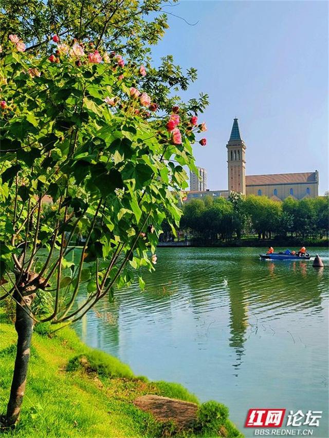 秋游时刻丨常德的秋天是什么颜色？答案是粉色的