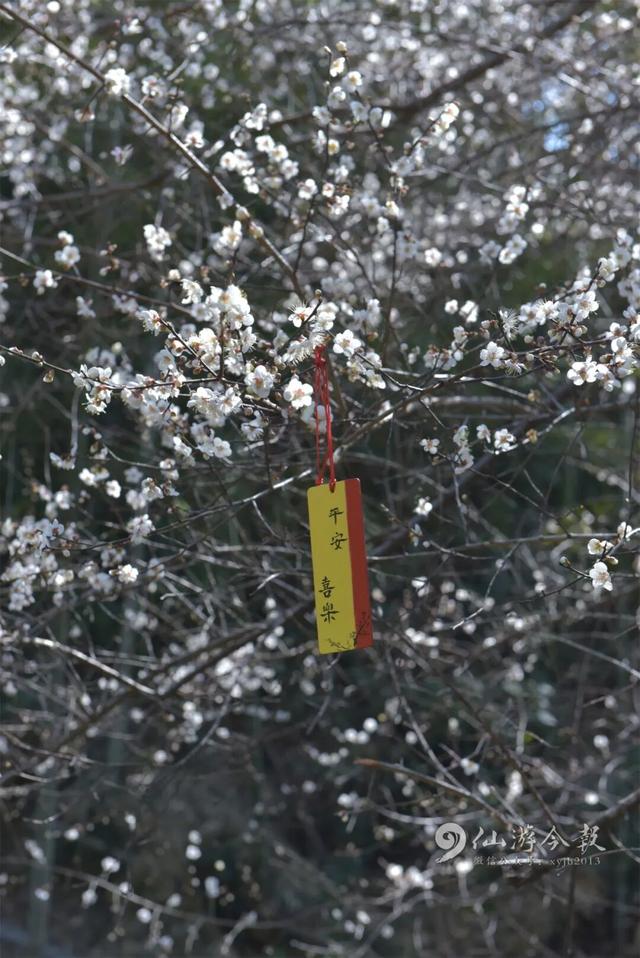 错过了等明年，仙游冬日浪漫已上线！打卡去！