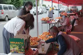 山东青岛3000多亩红杏成熟上市图片