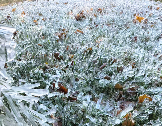 快看！昨顺义这地方惊现冰凌挂枝美景！