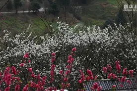 广西柳州：春到乡村百花开图片