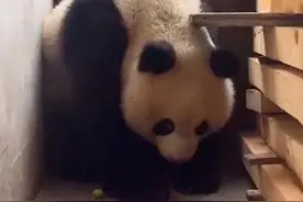 “起猛了，国宝来家里串门！”图片