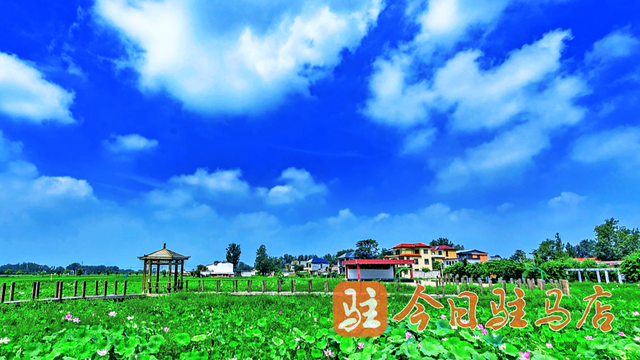 确山留庄：万亩稻田绿意盎然 美景如画