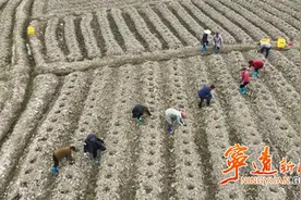 宁远水市镇：抢抓农时 烤烟移栽正当时图片