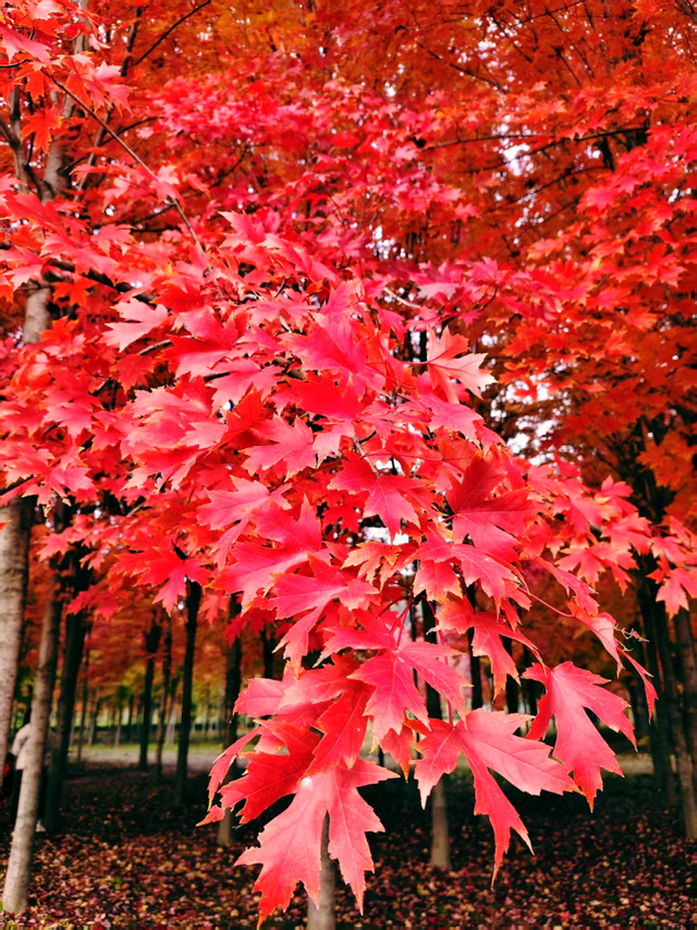 层林尽染时，邂逅北京的秋日斑斓