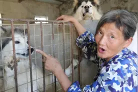 武汉婆婆救助流浪狗20年，不惜抵押儿子的房子，计划给一百多只狗送终就不再救图片