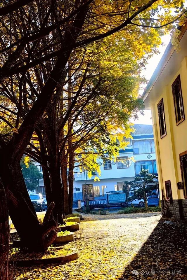 拥有一把会“悬浮”的“银杏伞”，刷爆你的朋友圈