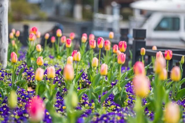 南京郁金香，最新消息