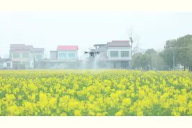 安乡县：“一促四防” 助力“一壶油”产业高质量发展图片