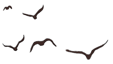 又到候鸟季，相约陆浑来观鸟~