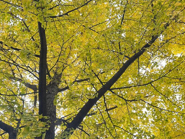 泰山壶天阁银杏披“金衣” 秋日美景引客来