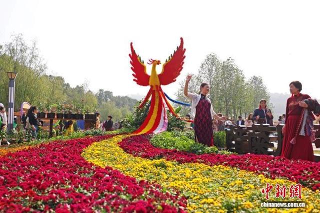 湖北宜昌：“菊”展秋韵 “客”醉芳丛