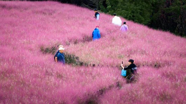 威海环翠羊亭河公园粉黛花海美如画