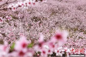 湖南临武县千亩桃花盛开 可供游客踏春赏景认购图片