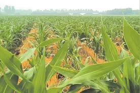 旱情得到有效缓解图片