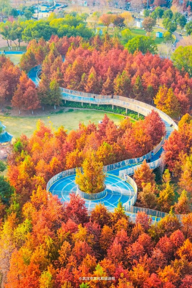 武汉这片杉树林，喀纳斯啊你！