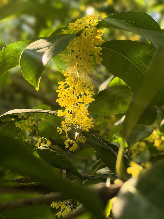 晚潮｜桂语幽境