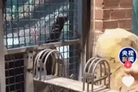 上海野生动物园这一幕火了！黑猩猩抽血比人还配合？图片