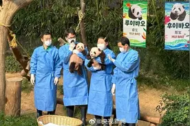 有名字啦！爱宝的双胞胎宝宝叫睿宝、辉宝图片