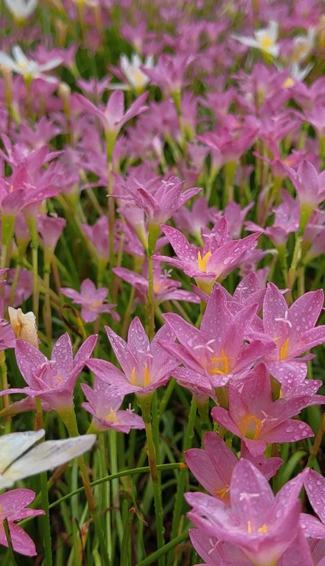 追花人出动！南宁这片免费的花海，你一定想去拍大片→