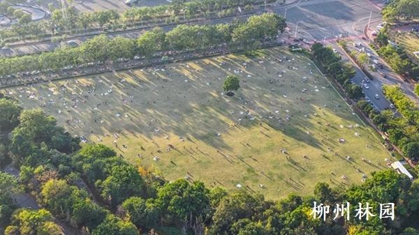 柳州市马鹿山大草坪成为冬日“追光”胜地
