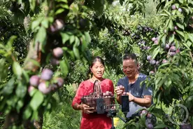 重庆黔江：脆红李成熟采销忙图片