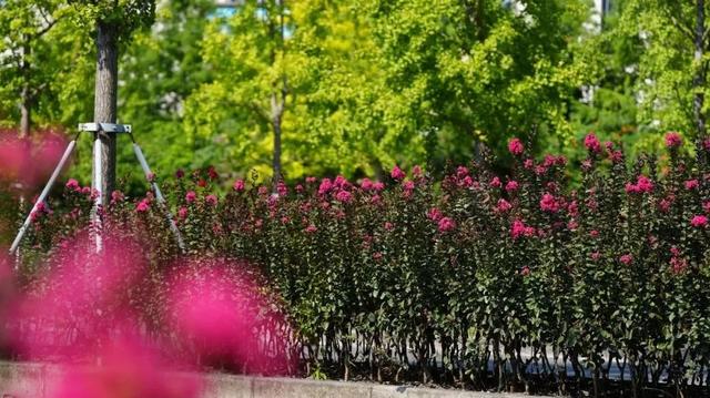 紫薇盛放迎花期，普陀市级绿化特色道路等你赏花→