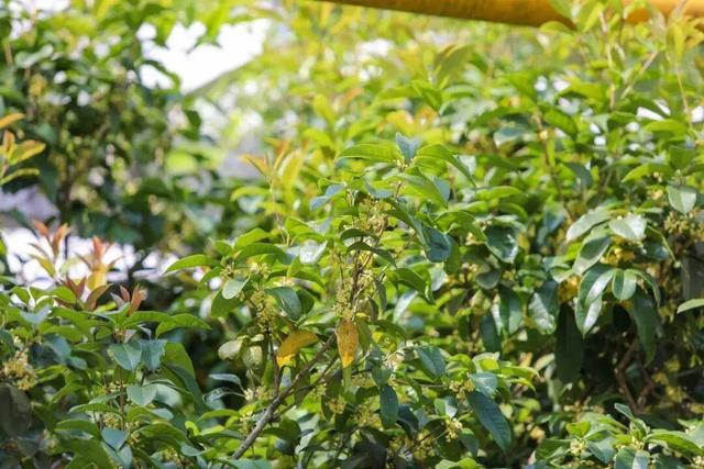 私藏！奉贤的秋，美到封神