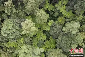 云南宁洱：“植物界活化石”桫椤分布面积超3000亩图片