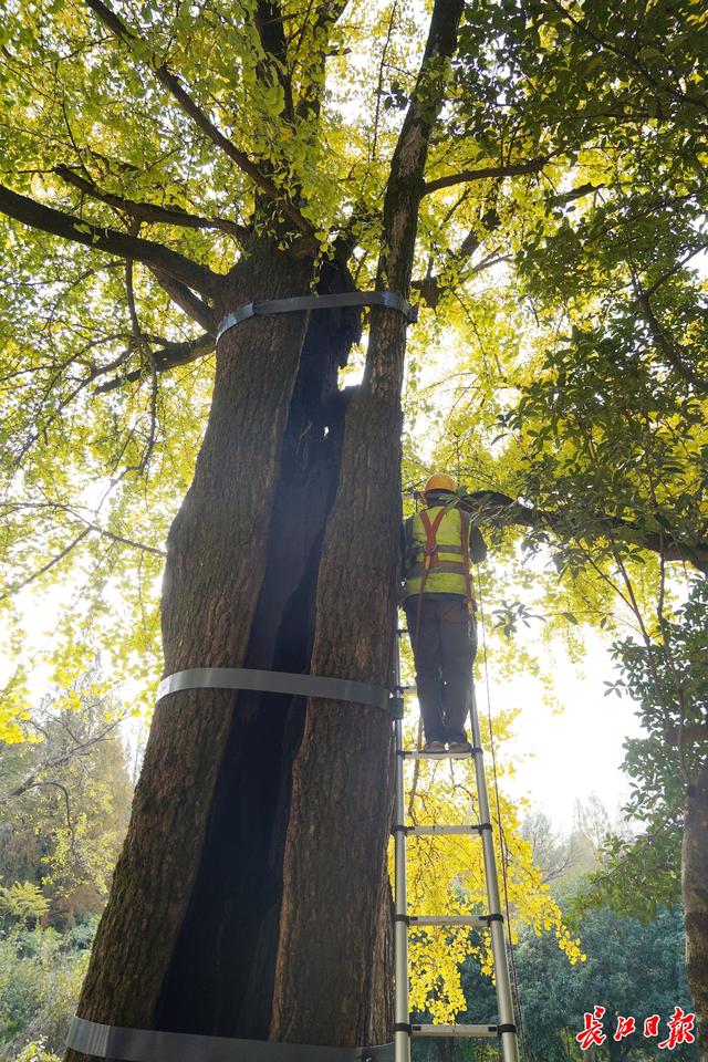 同为1300岁，武汉两株“银杏王”满树堆金