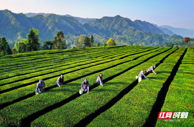 非凡“十四五”五年答卷②│溇澧文脉润全域 文旅融合绘新篇——慈利县文旅融合高质量发展纪实