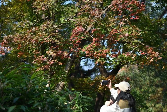 3分钟，留住北京的秋天！