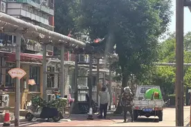 我为群众办实事丨树木“滴油” 引困扰，打药除虫解民忧图片