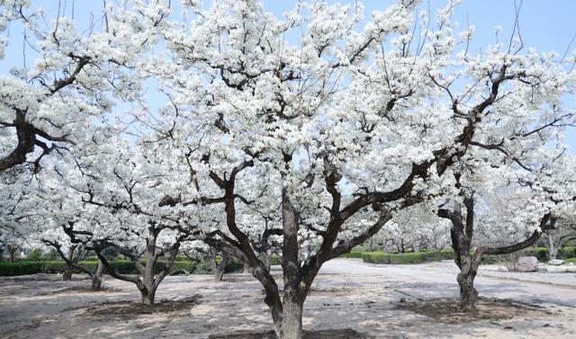 剧透！郑州各公园郁金香、海棠、紫荆、梨花、玉兰等花展啥时办？