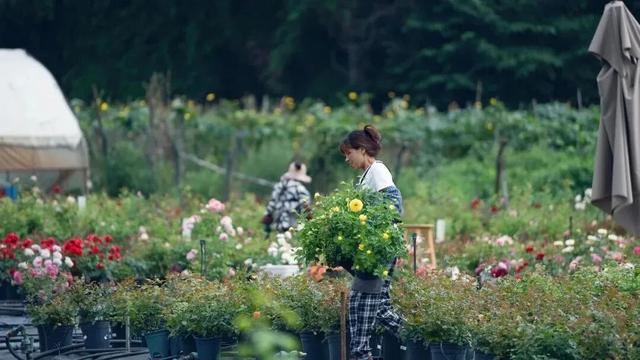 提前剧透！双流首届“村糖会”来咯~