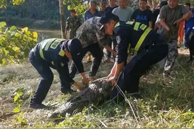 云南一310斤鳄鱼铁笼脱逃后被击毙，村民：不是野生鳄鱼，它跑不快，没感到害怕图片