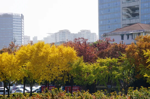 静安“银杏车站”迎来最美时刻！满眼的金色浪漫……（附全区银杏打卡点位）