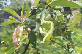 桃树缩叶病主要症状及防治方法图片