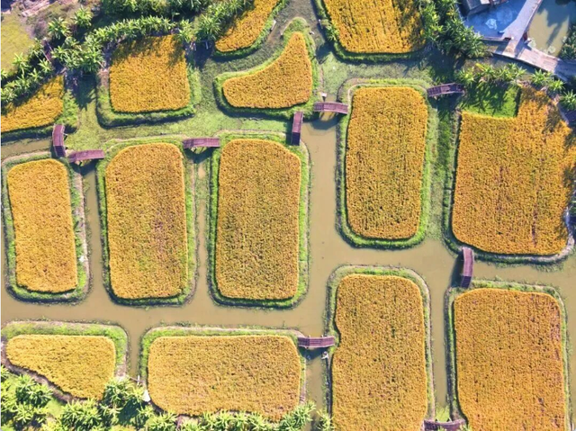 沿着高速去旅行丨循着稻香享受环城高速的风吹麦浪