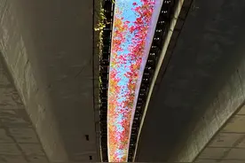 桥缝宛如“花海银河”​！泉州后渚大桥等实施立体绿化显成效图片