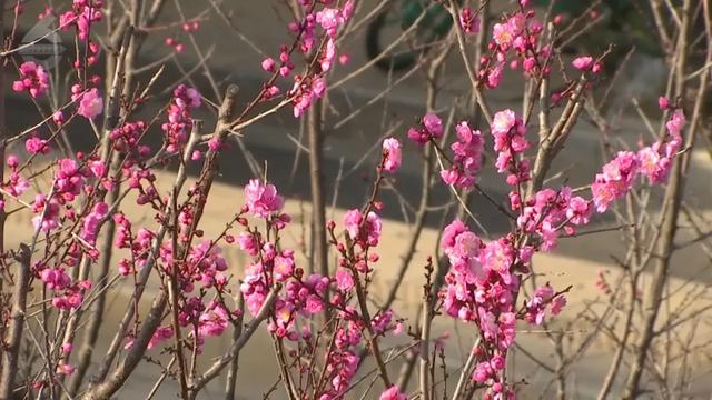 冬樱花、梅花、郁金香、虞美人......昆明最全赏花攻略请查收