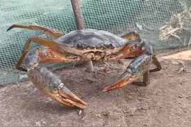 黄河三角洲3万亩青蟹丰收！宁波团队提供“南蟹北养”关键技术图片